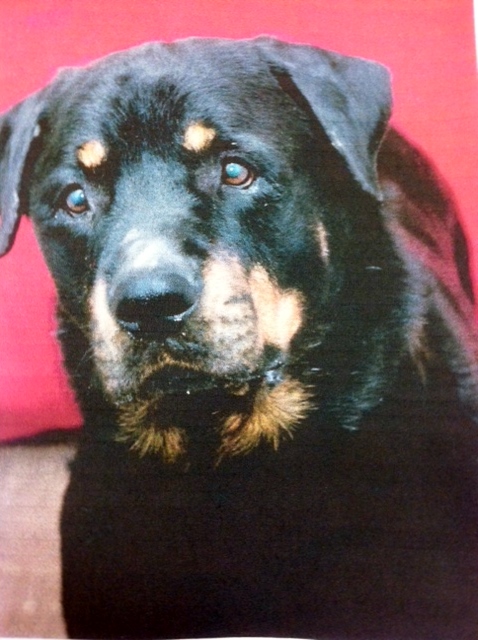 Bruno