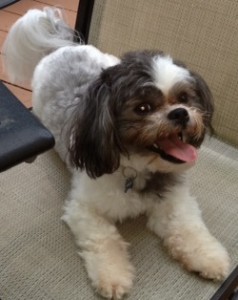 Have you seen this dog?