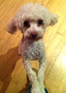 Bailey