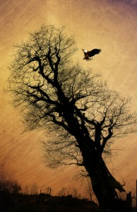 eagletree