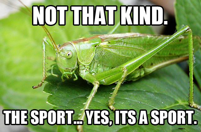 Cricket