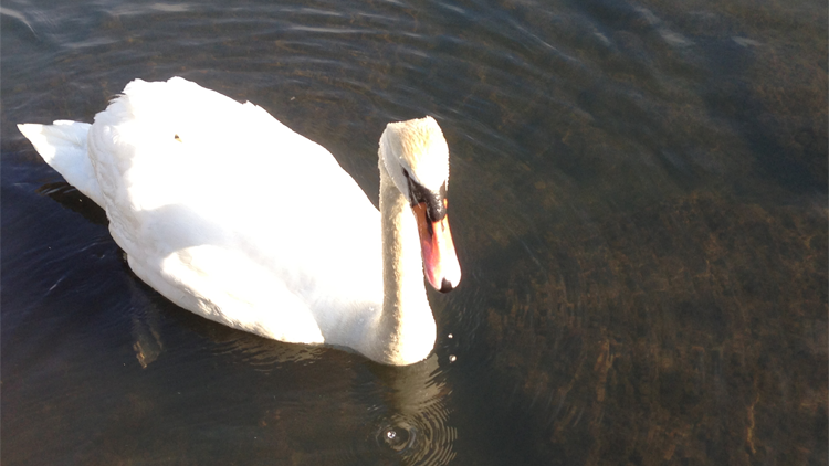 Mute Swans New York Long Island