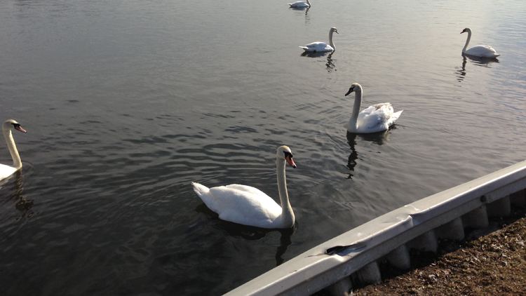 Mute Swans New York State Long Island