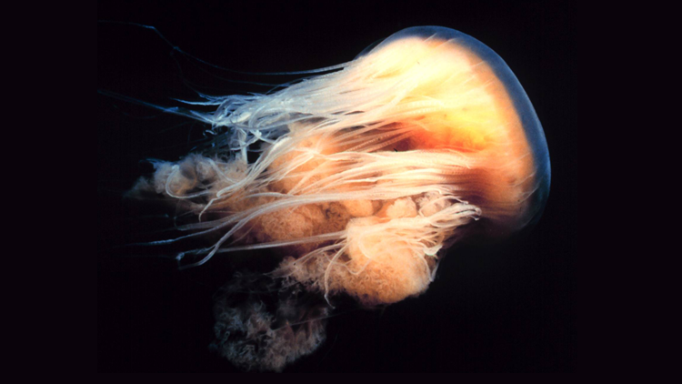 Lion's Mane jellyfish