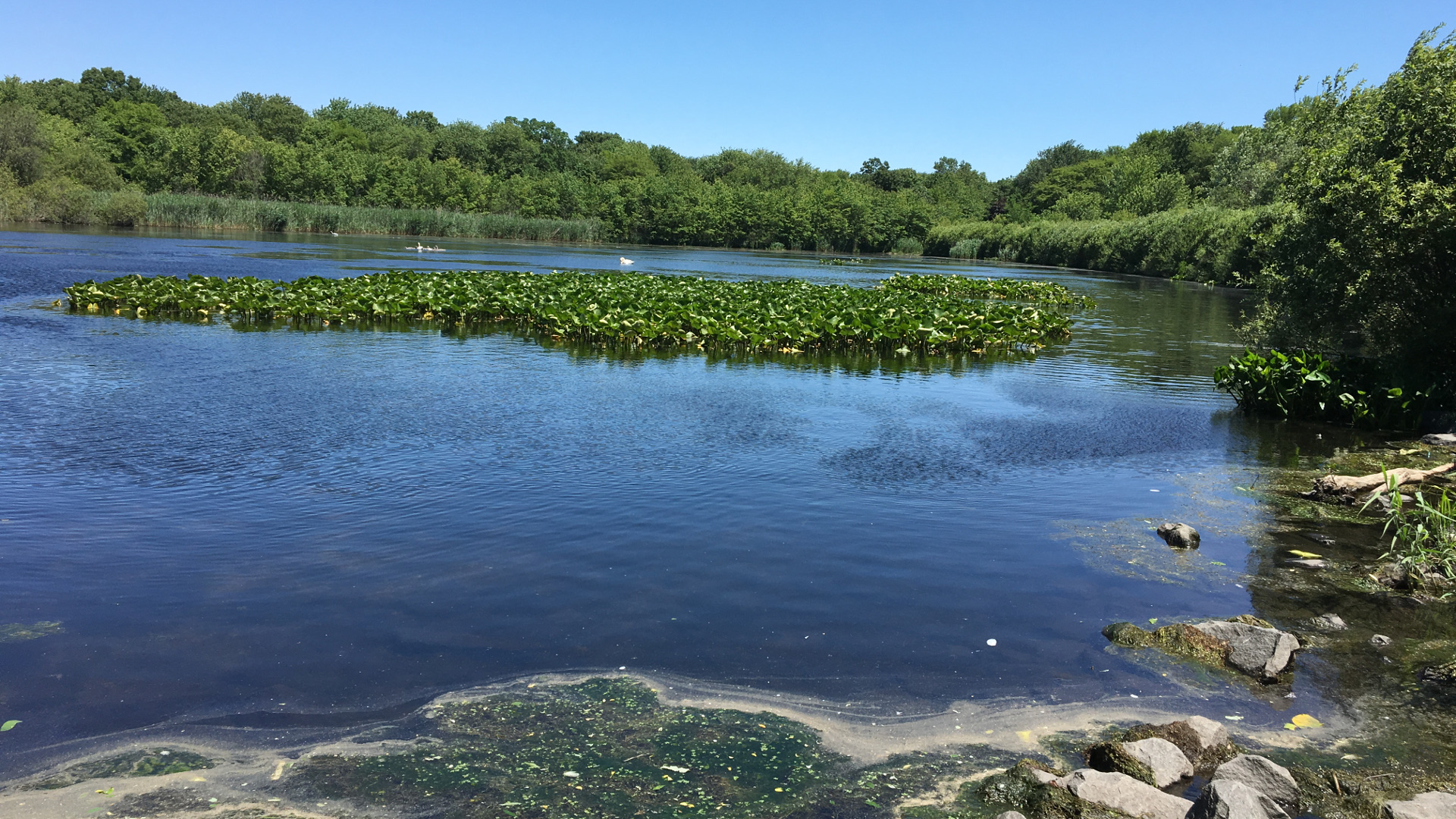 Massapequa Preserve (Rashed Mian/Long Island Press)