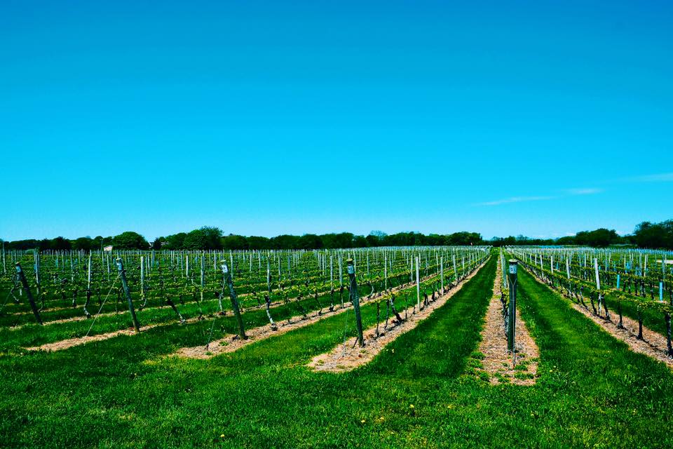 Bedell Cellars