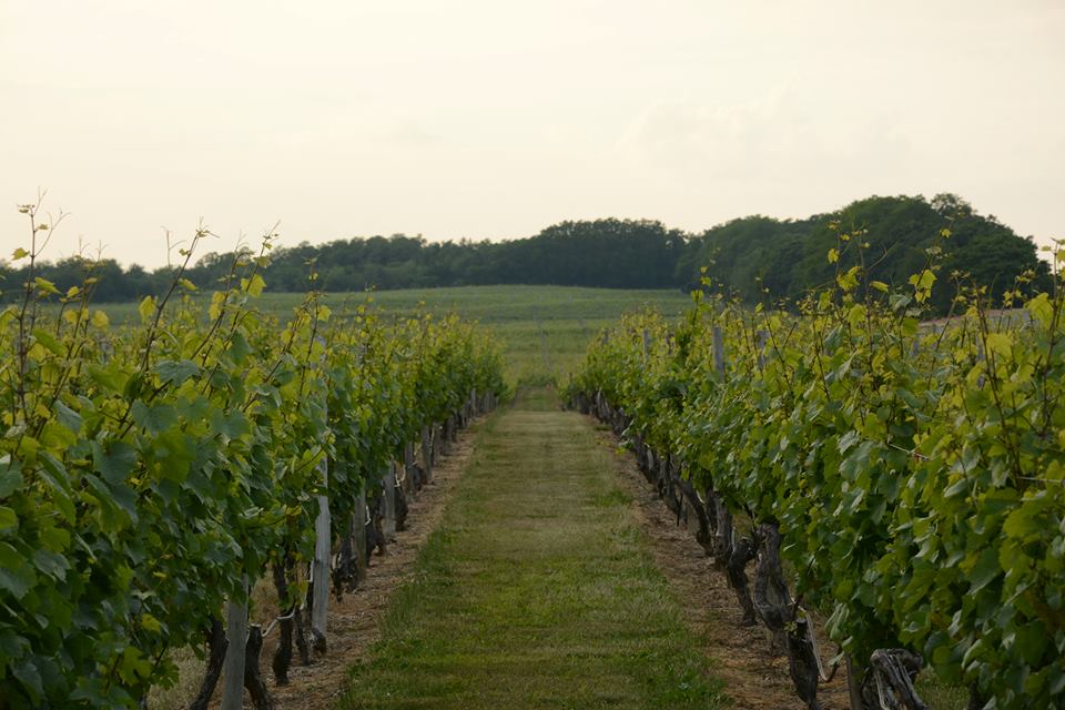 Palmer Vineyards