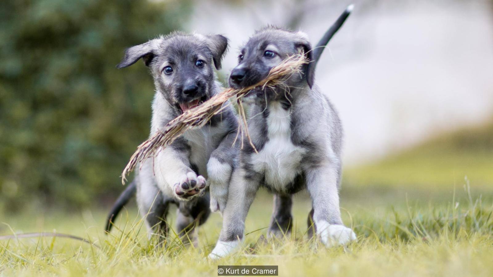 Identical Twin Puppies