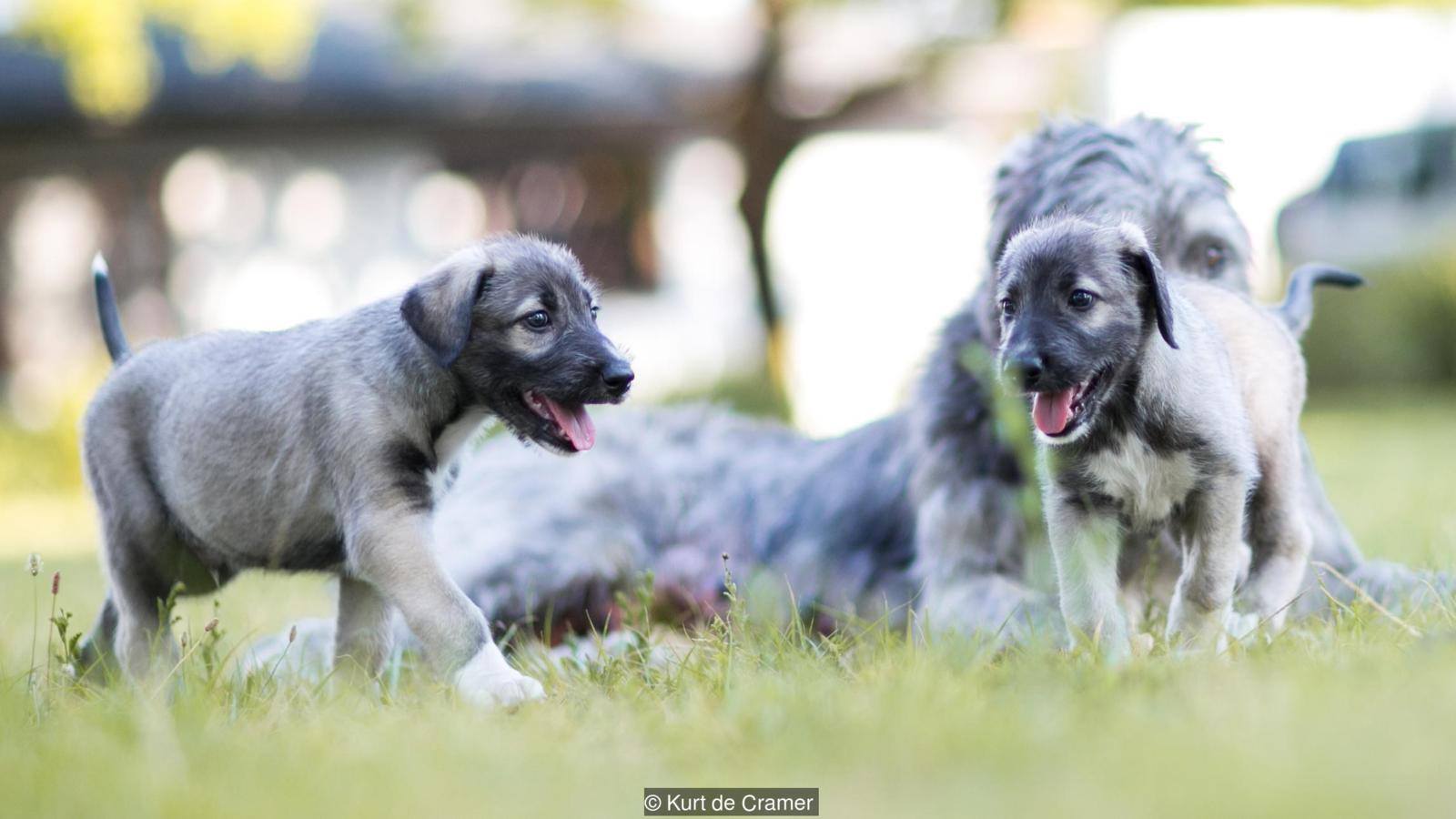 Identical Twin Puppies