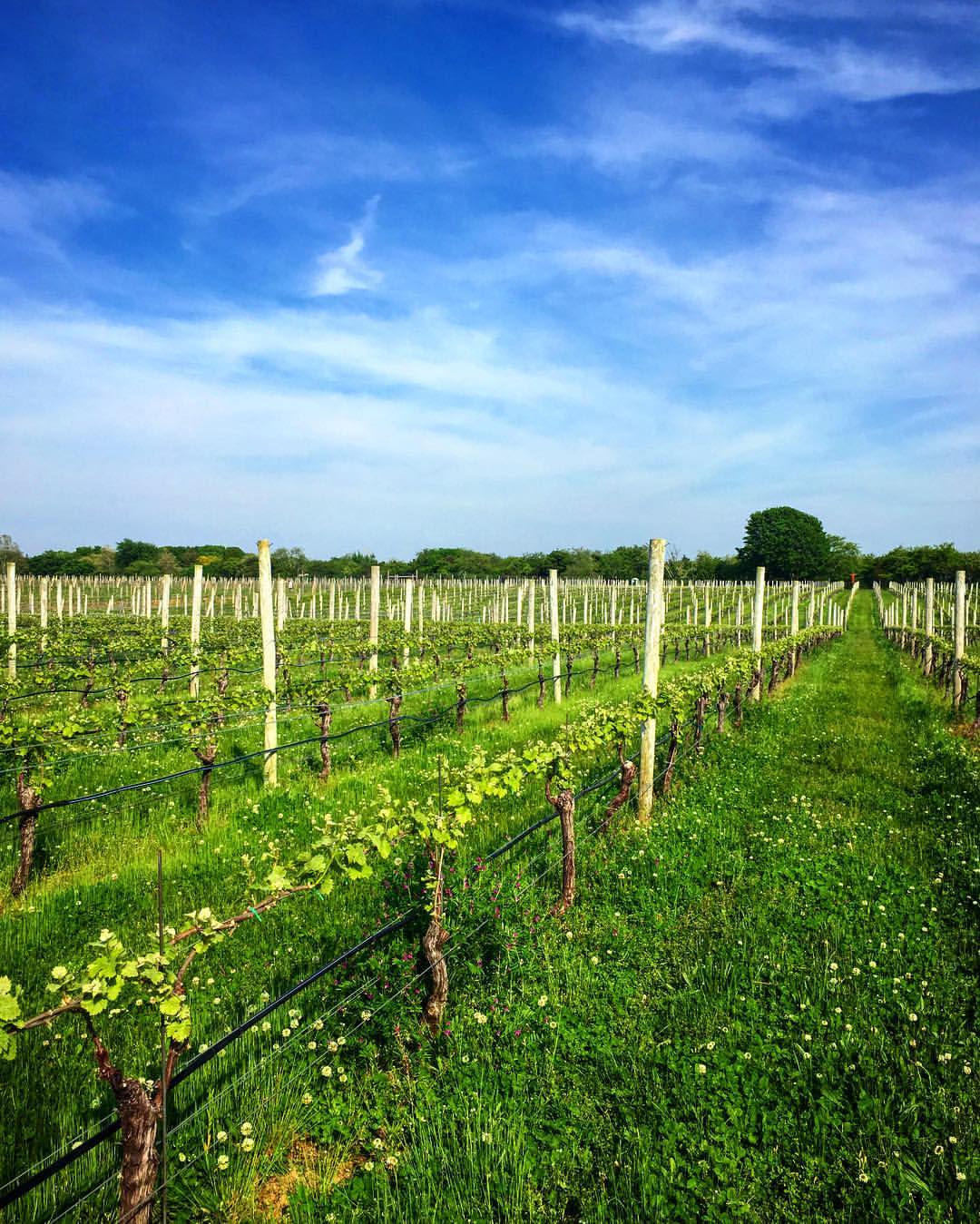 Sparkling Pointe Vineyards