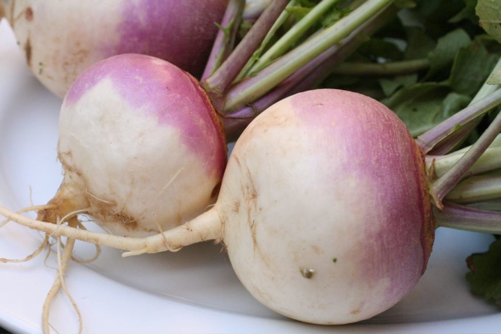Turnip 2622027