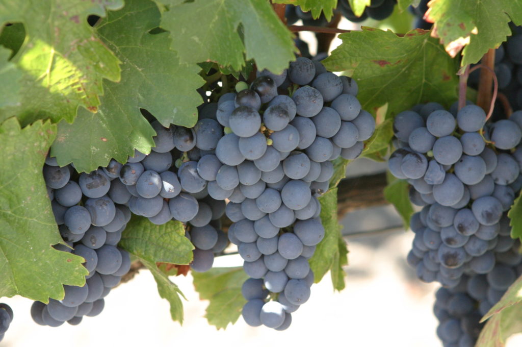 grapes
