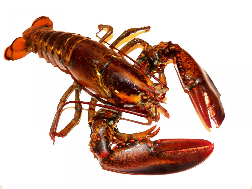 lobster