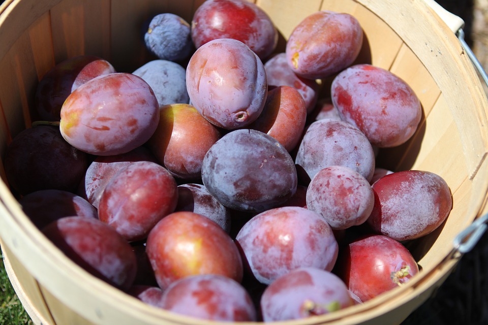 plums