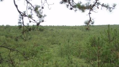 Long Island Pine Barrens