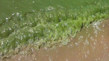 blue-green tide
