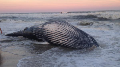 whale