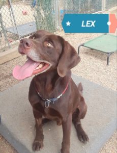 Lex