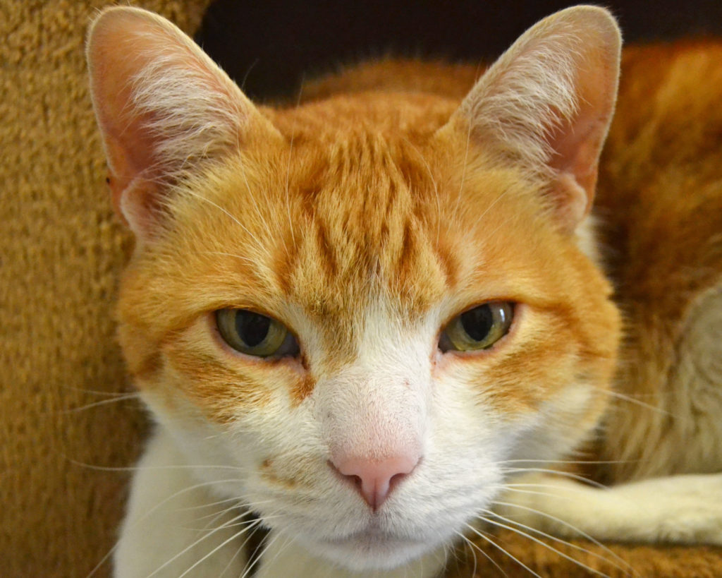peaches1 1