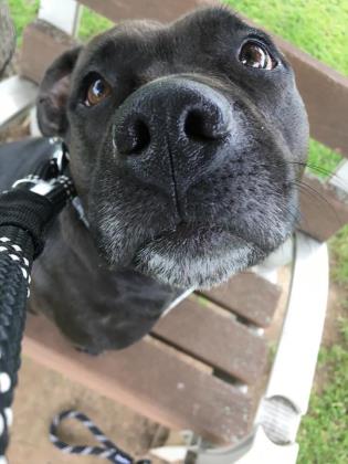 Pipa