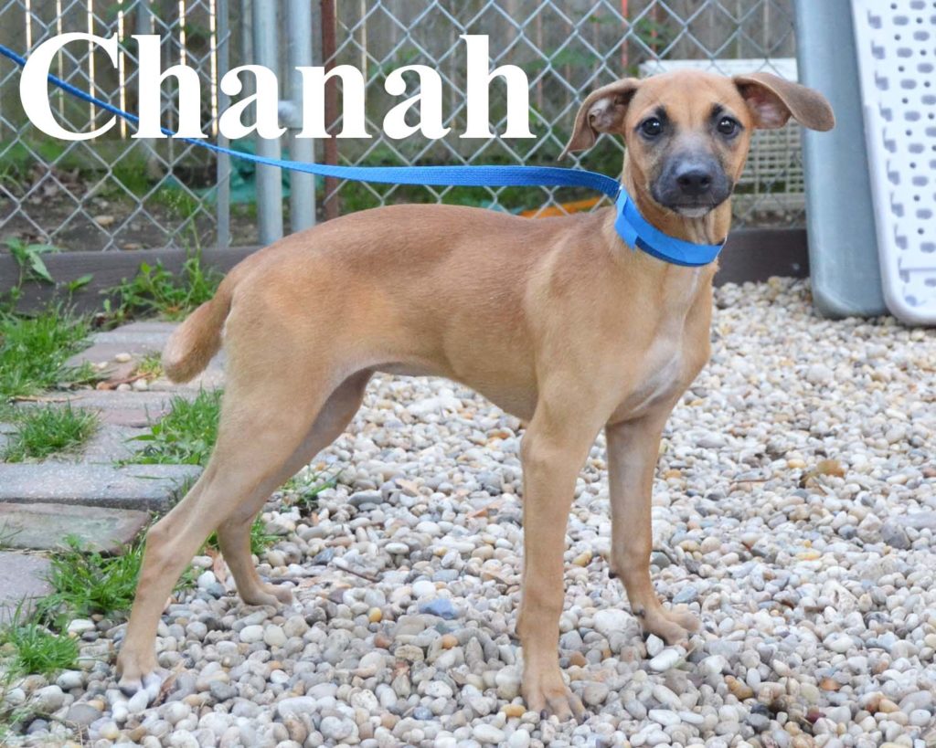 chanah