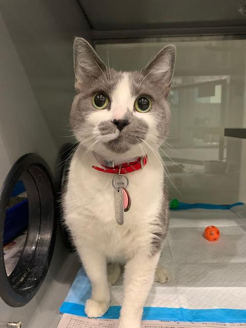adoptable pets