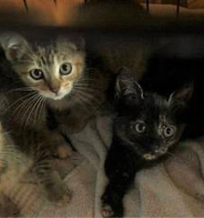 Audrey and Black Panther