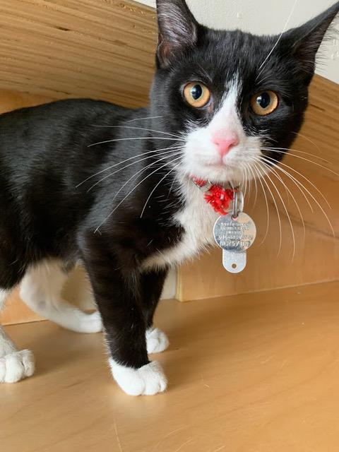 Domino