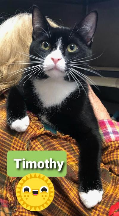 timothy