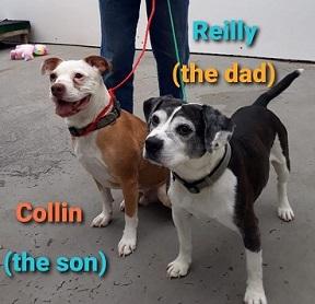 Collin and Reilly