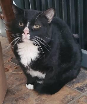 Mr. Whiskers