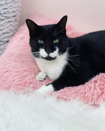 Oreo