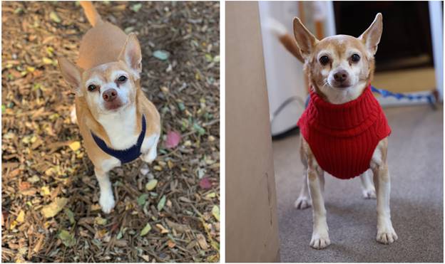 adoption on Long Island