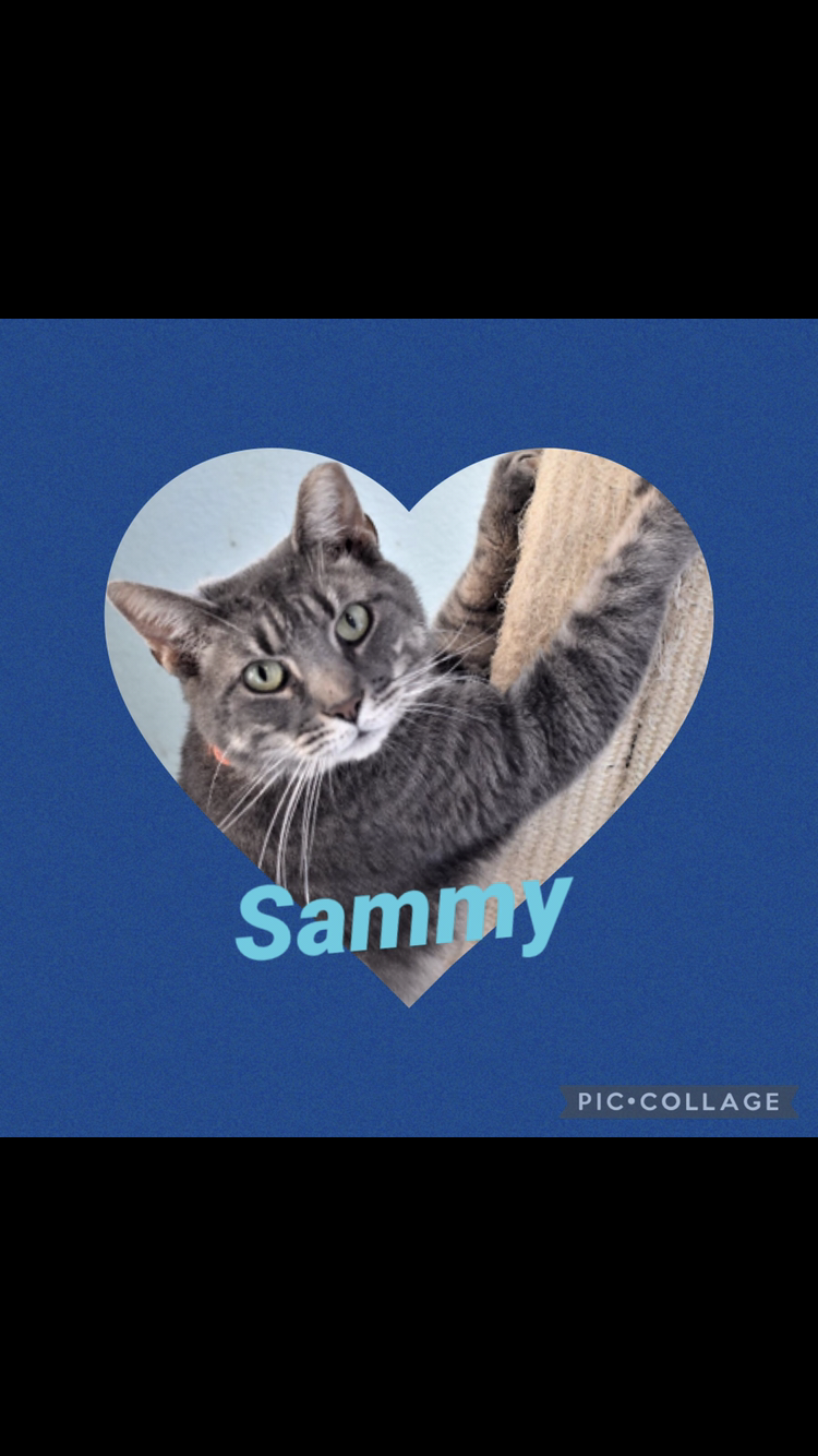 Sammy