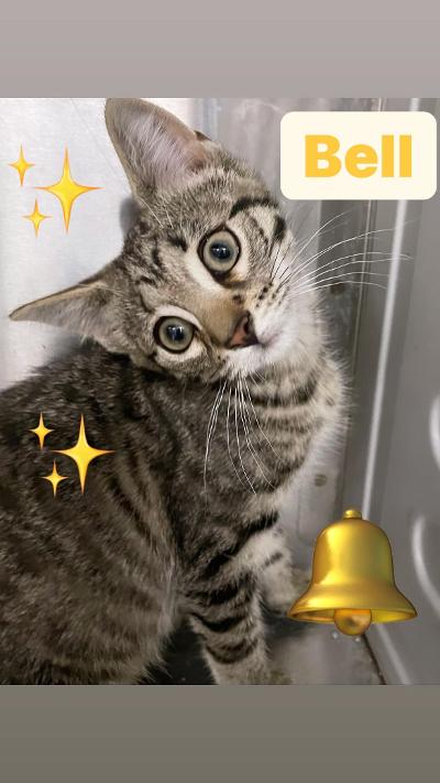 Bell