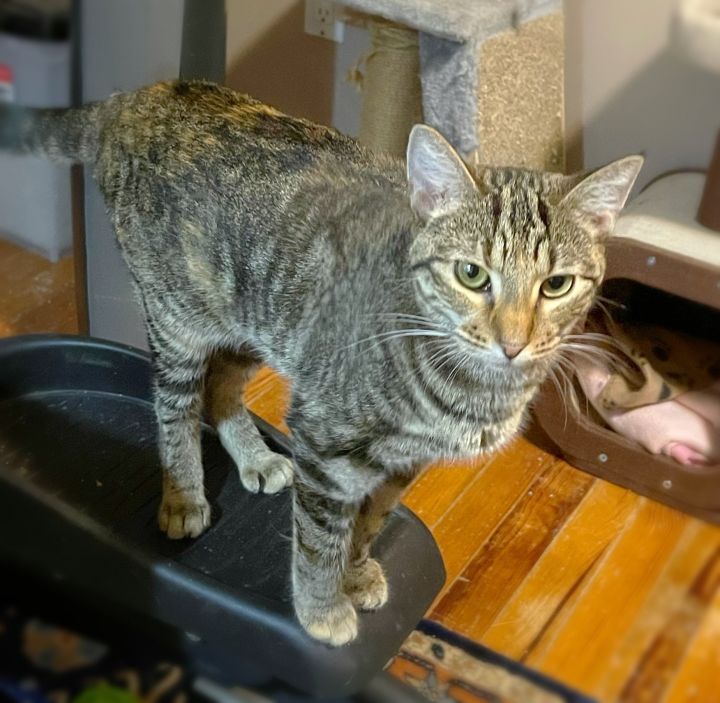 Mae