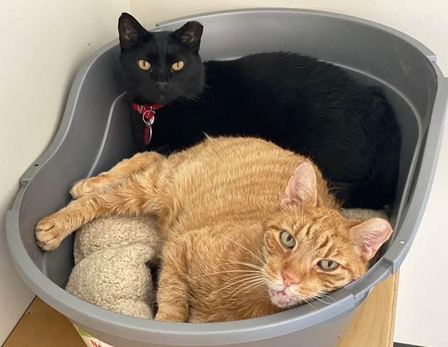 Shere Khan and Bhageera