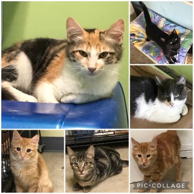 Almost20Home20Kittens202