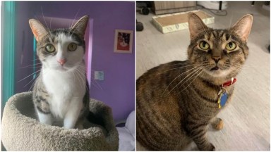 cats
