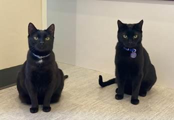 Midnight and Magic