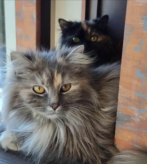 Pandora and Aurora
