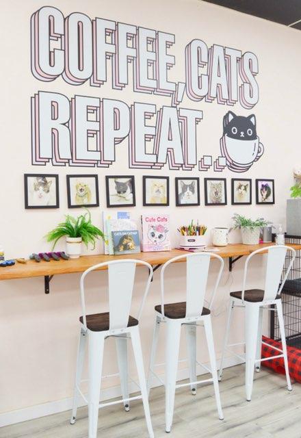 cat cafe