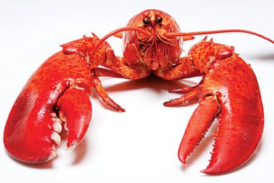 20100618_lobster_560x375