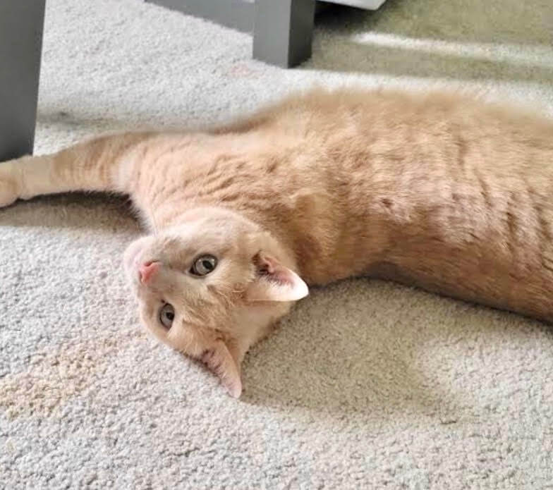 Archie