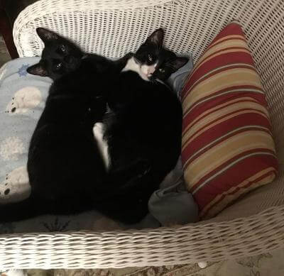 Hei Hei and Pepper
