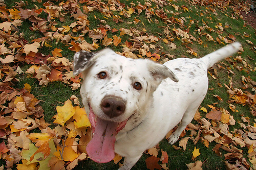 autumn dog