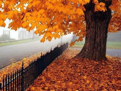 Autumn 1