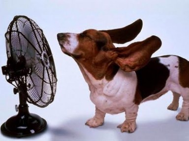dogs