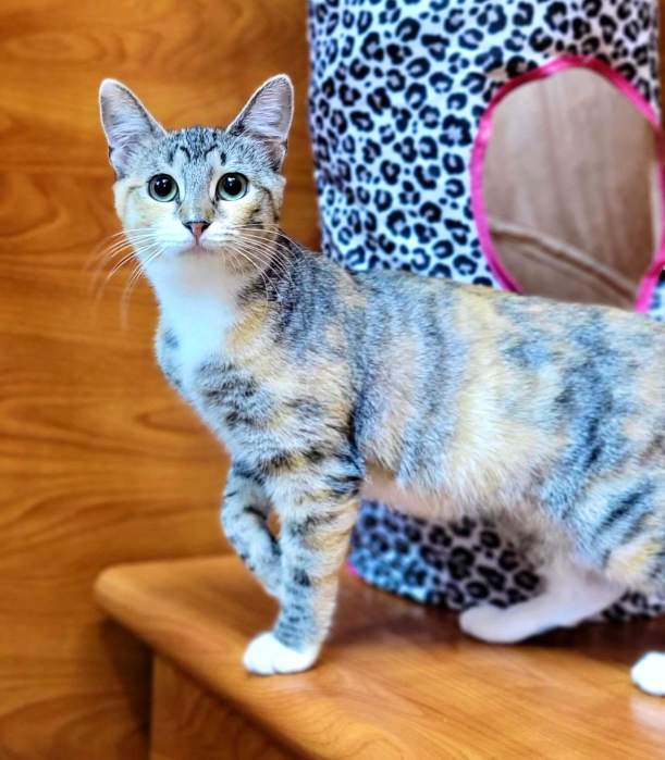 adoption