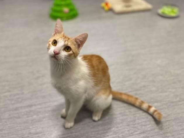 Bambino